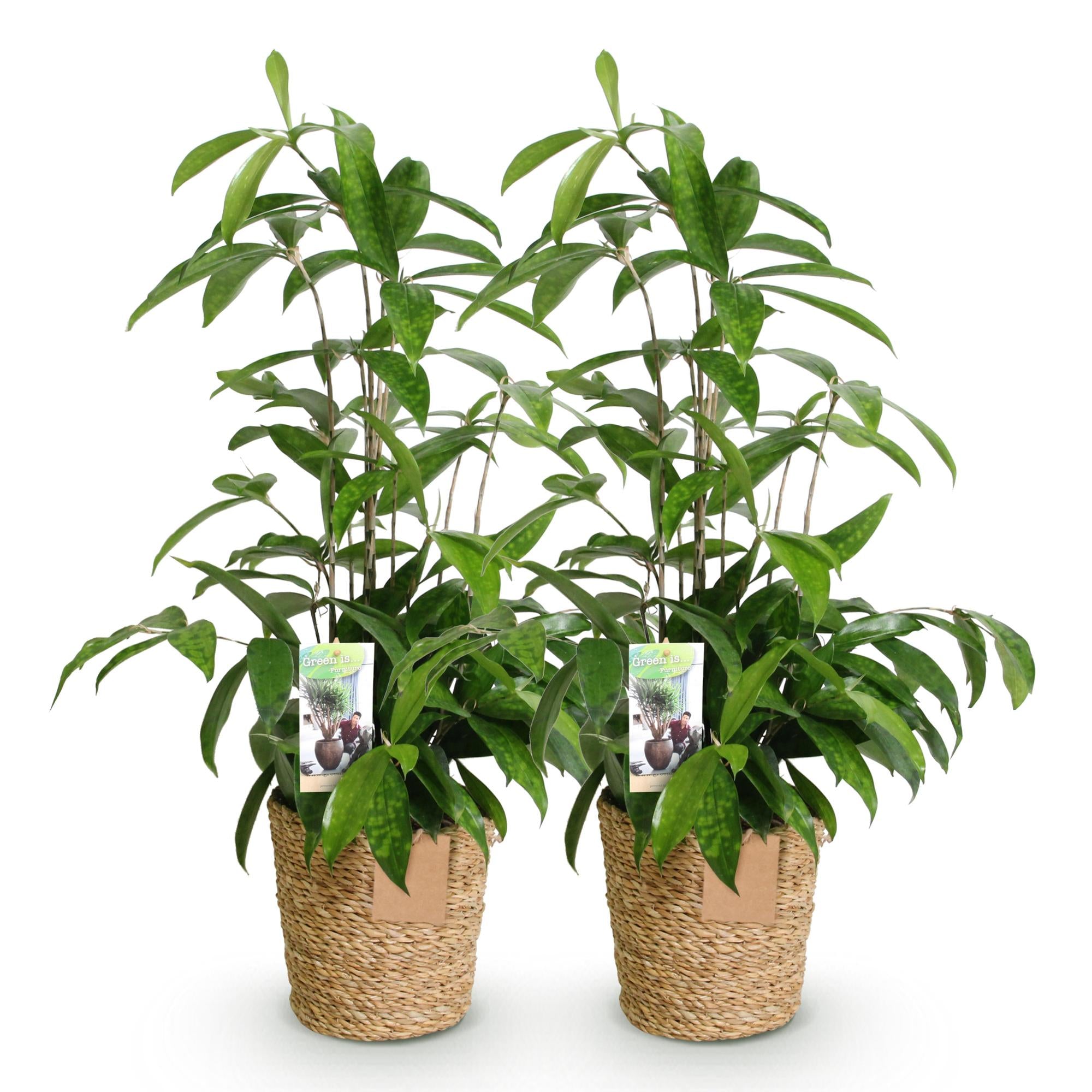 Green BoutiQ - Green is... Kamerplanten - Dracaena surculosa - Drakenbloedboom - Weinig onderhoud - met mand - Groen - 2 Planten - Pot 17cm - Hoogte 60-70cm