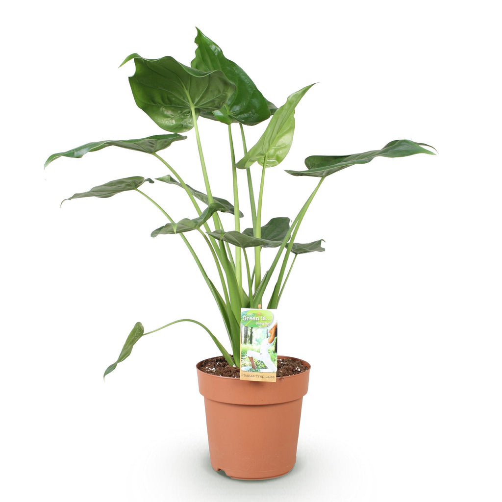 Green BoutiQ - Green is... Kamerplanten - Alocasia Cucullata - Boeddha,s hand - Weinig onderhoud - Groen - 1 Plant - Pot 21cm - Hoogte 65-70cm