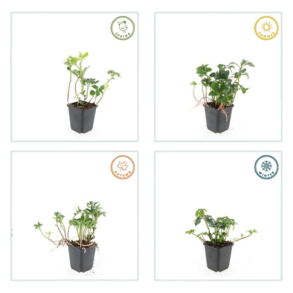 40x Pachysandra term. 'Green Sheen' - ↕10-25cm - Ø9cm