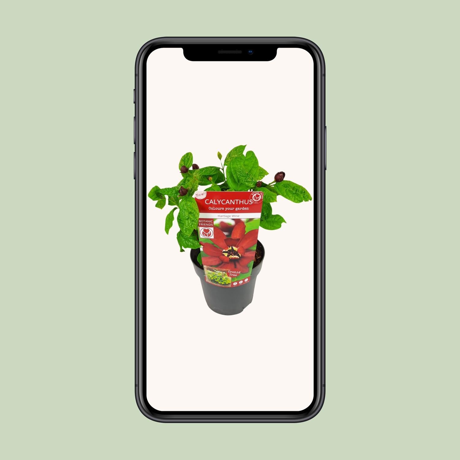 Sinocalycanthus 'Hartlage Wine'Â® - Ø19 - ↨30cm