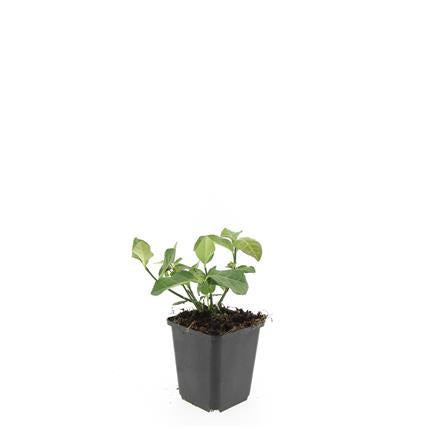 24x Euonymus fort. 'Dart's Blanket' - ↕10-25cm - Ø9cm