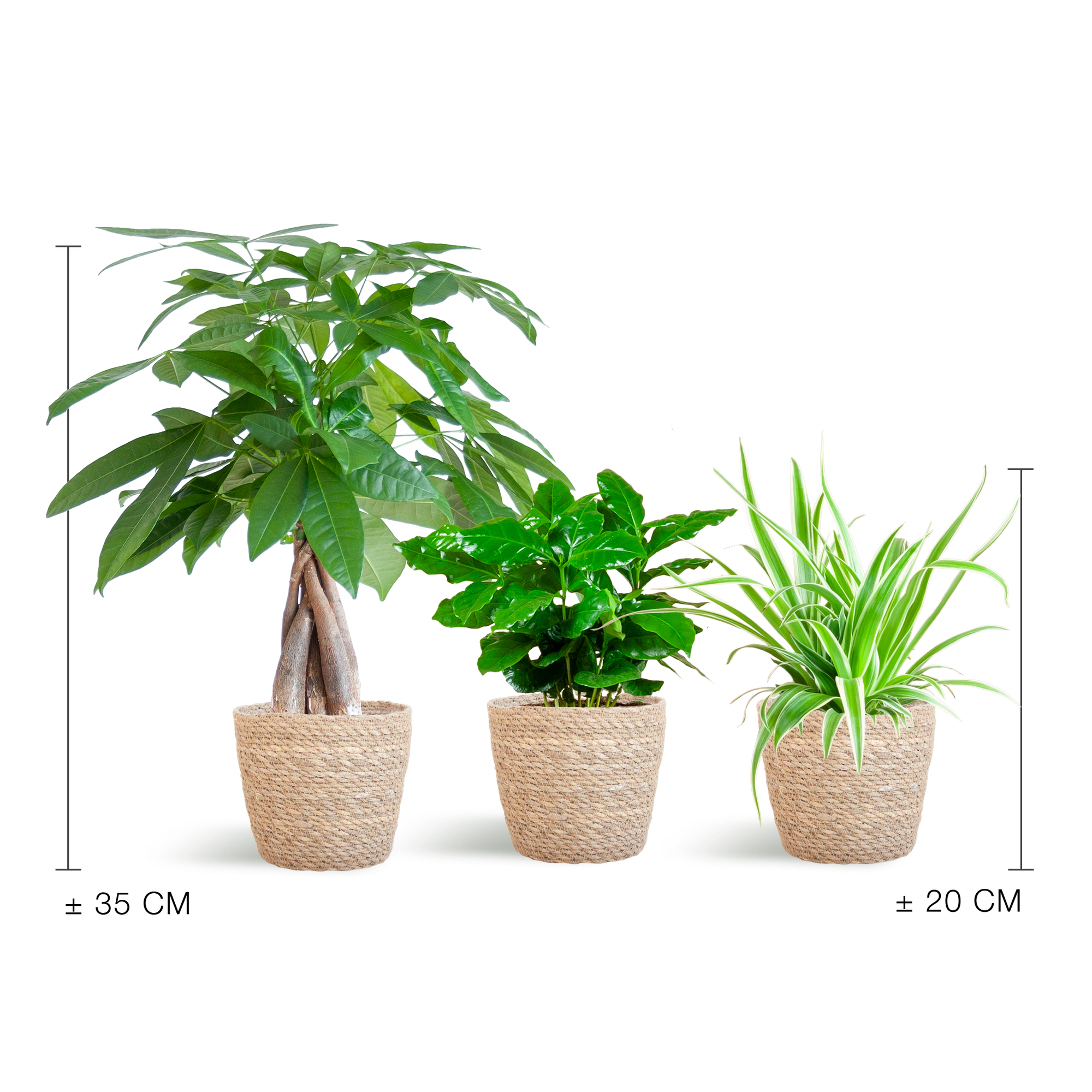 Diervriendelijke Plantenbox - klein - met Mand Sofia naturel - Ø12