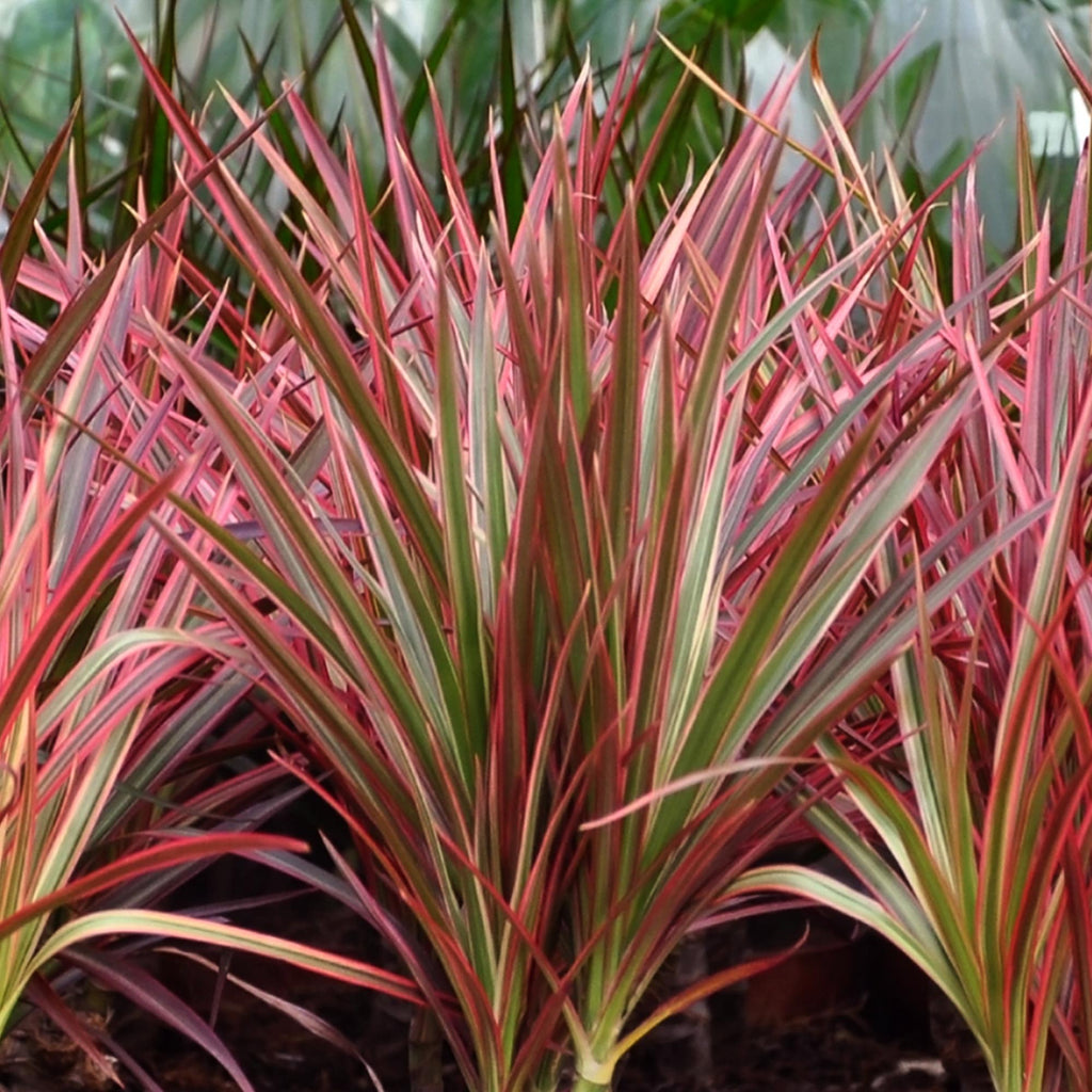 Green BoutiQ - Green is... Kamerplanten - Dracaena Magenta - Drakenbloedboom - Weinig onderhoud - Groen - 2 Planten - Pot 17cm - Hoogte 70-80cm