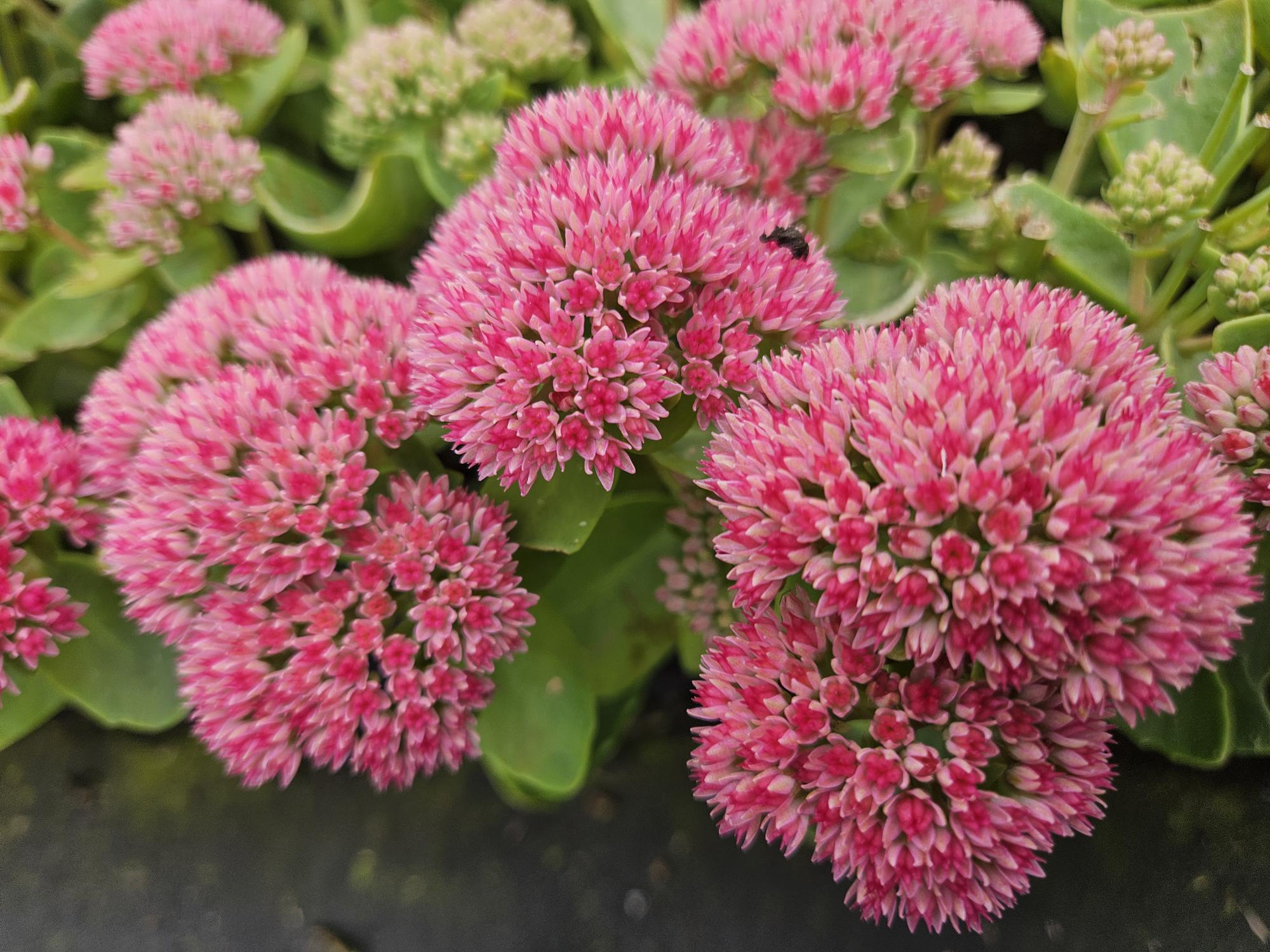 20x Sedum 'Herbstfreude' - ↕10-25cm - Ø9cm