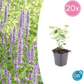 20x Agastache 'Blue Fortune' - ↕10-25cm - Ø9cm