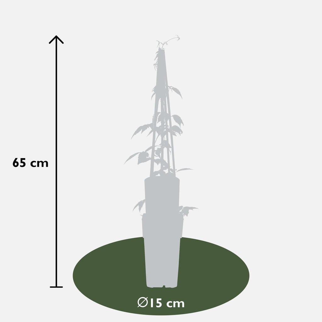 3x - Clematis Montana 'Grandiflora' - ↨65cm - Ø15