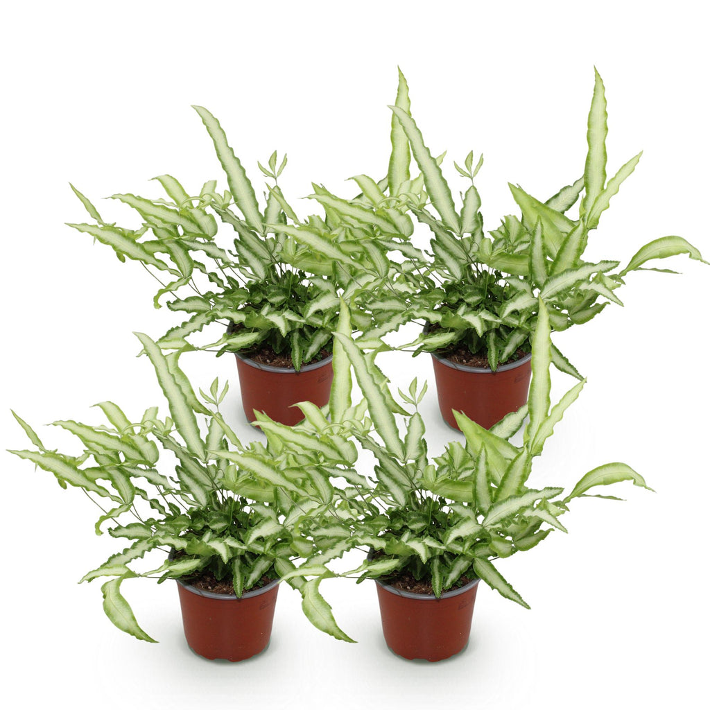 Green boutiQ - Kamerplant - Pteris cretica Albolineata - Lintvaren - Huisdiervriendelijk - Bont - 4 Planten - Pot 12cm - Hoogte 28-30cm