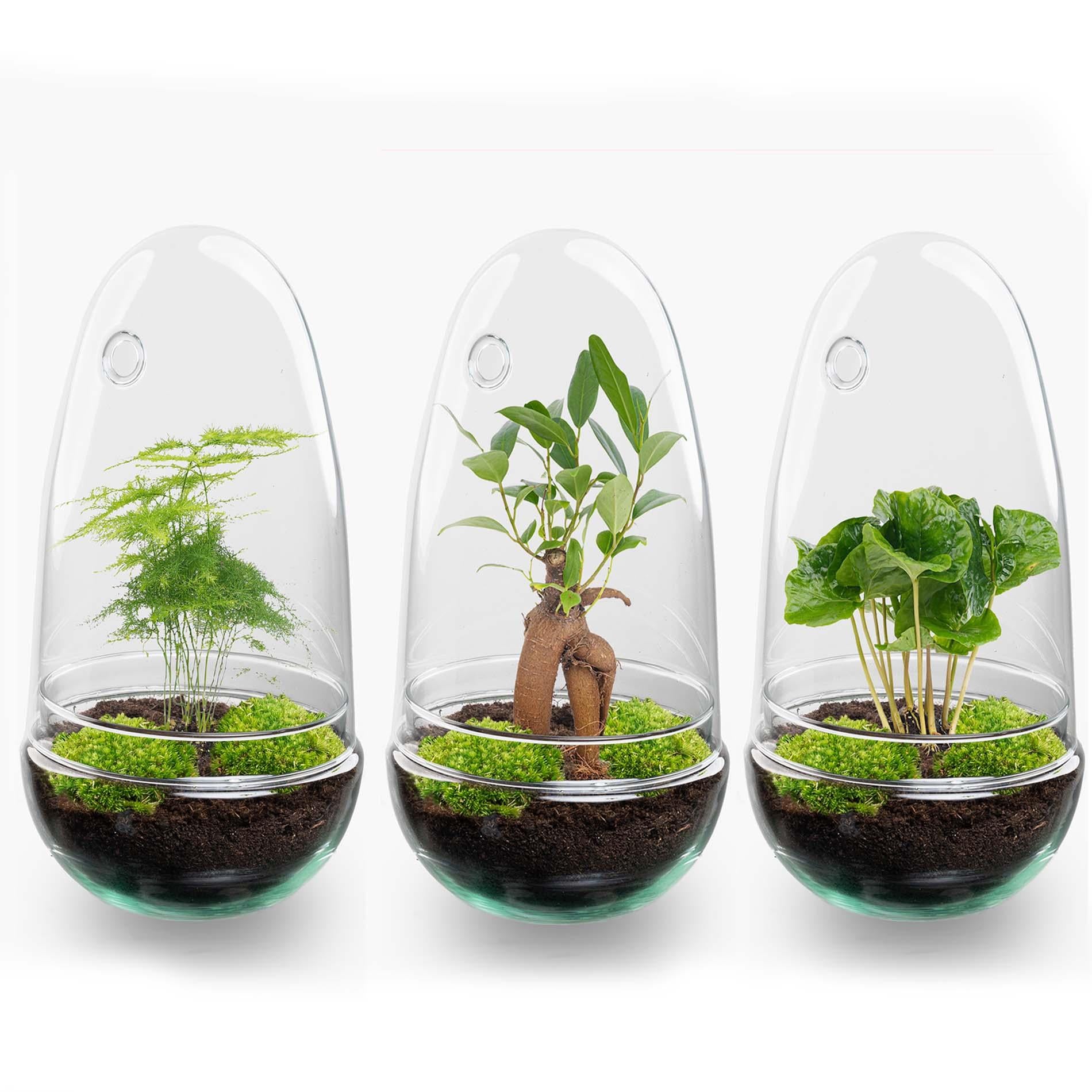 DIY Planten terrarium tweedelig bolglas - Egg Coffea - Ø 12 cm ↑ 25 cm