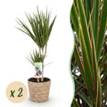 Green BoutiQ - Green is... Kamerplanten - Dracaena Marginata - Drakenbloedboom - Weinig onderhoud - met mand - Groen - 2 Planten - Pot 17cm - Hoogte 70-80cm