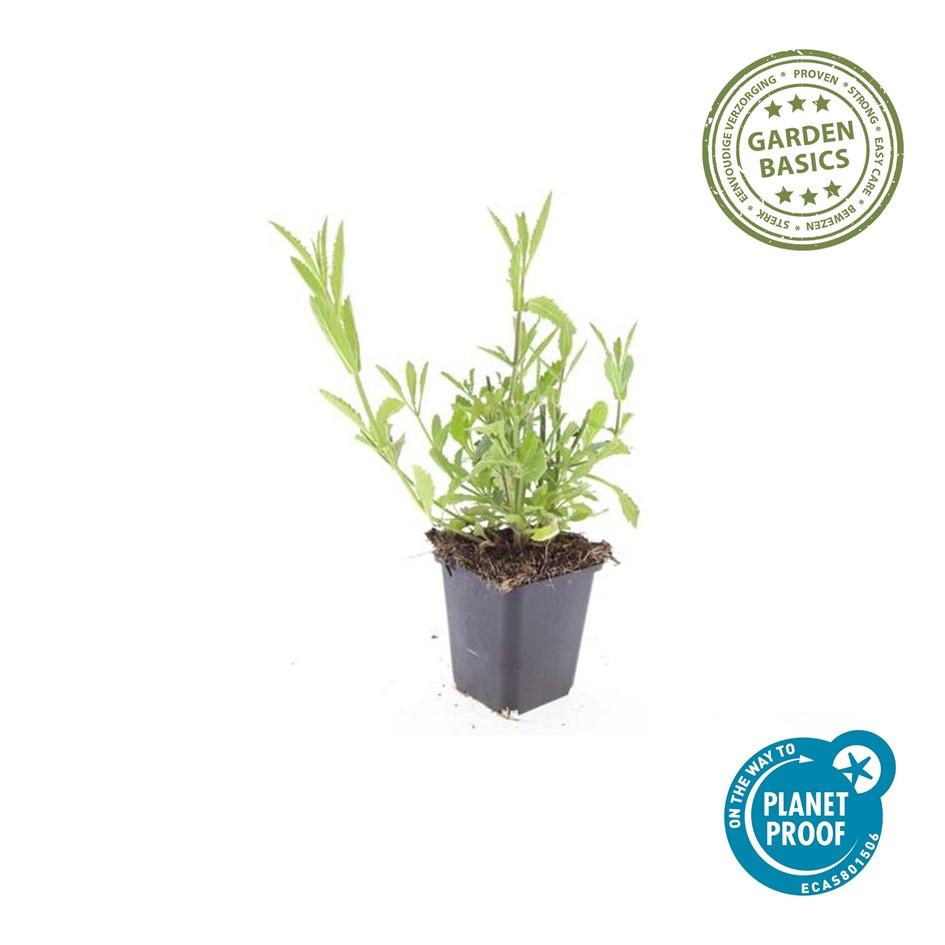 24x Verbena bonariensis - ↕10-25cm - Ø9cm