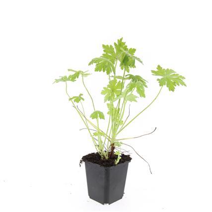 48x Geranium macrorrhizum - ↕10-25cm - Ø9cm
