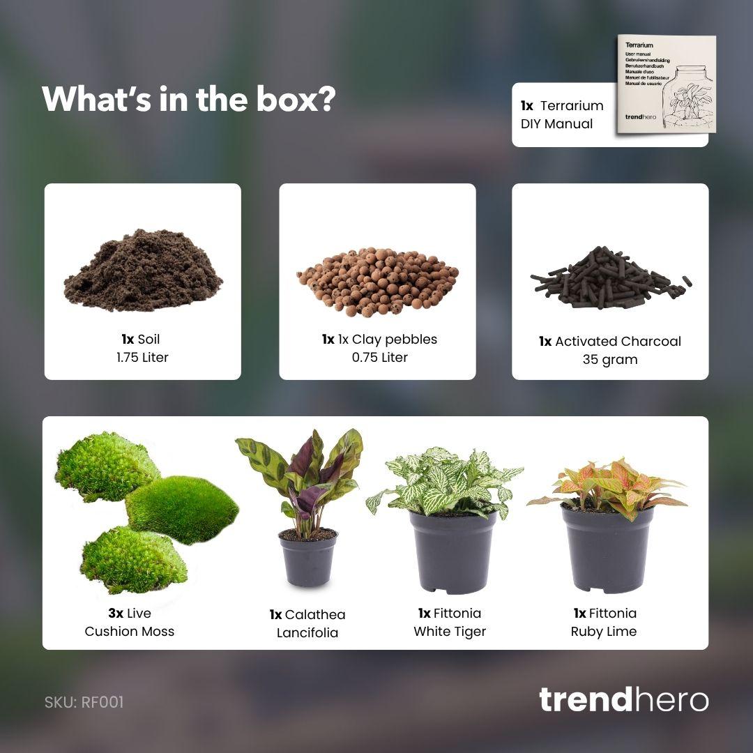 Planten terrarium navulling & startpakket - Calathea Lancifolia