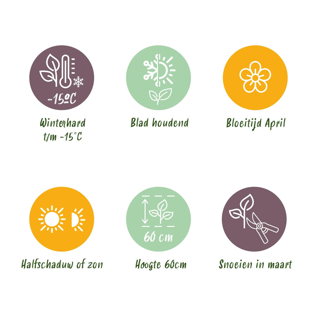 Green boutiQ - Siergrassen - Carex oshimensis Everest - Wit en Groen - 2 Planten - Bladhoudend - Weinig Onderhoud - Pot 17cm Hoogte 50cm