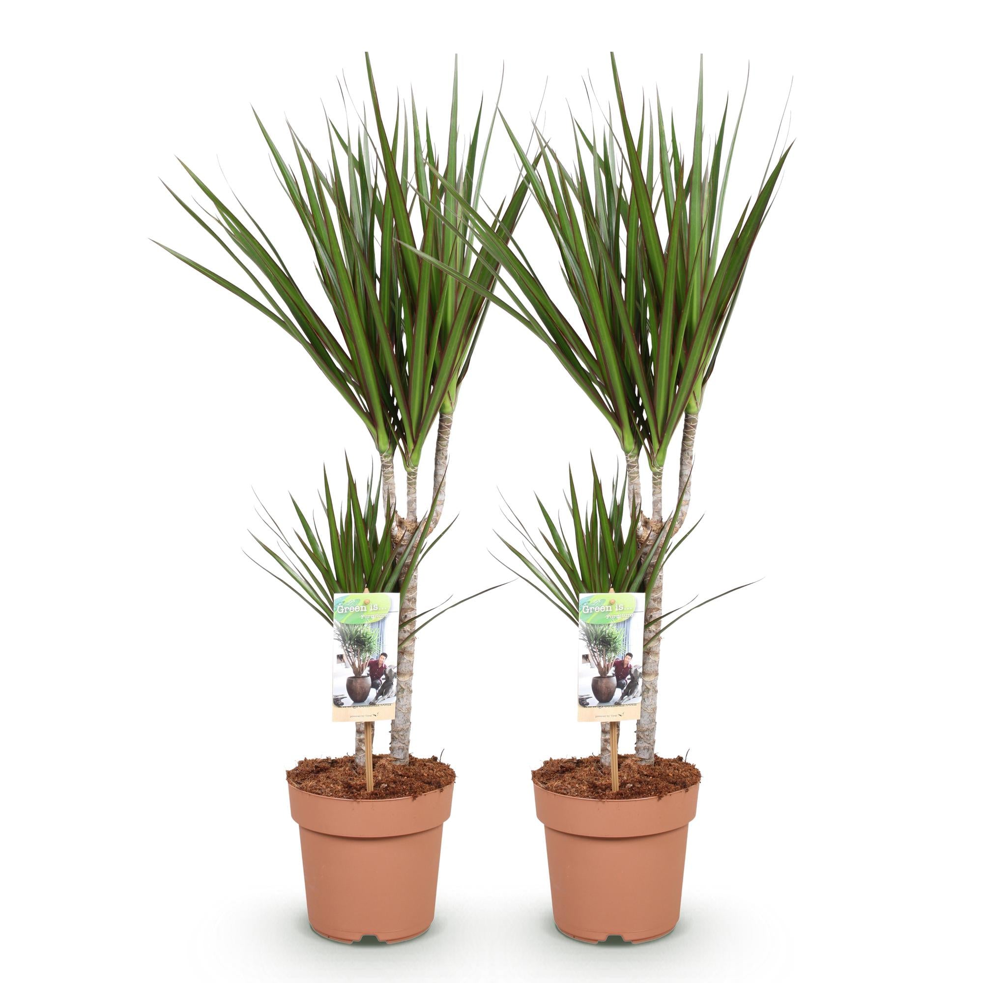 Green BoutiQ - Green is... Kamerplanten - Dracaena Marginata - Drakenbloedboom - Weinig onderhoud - Groen - 2 Planten - Pot 17cm - Hoogte 70-80cm