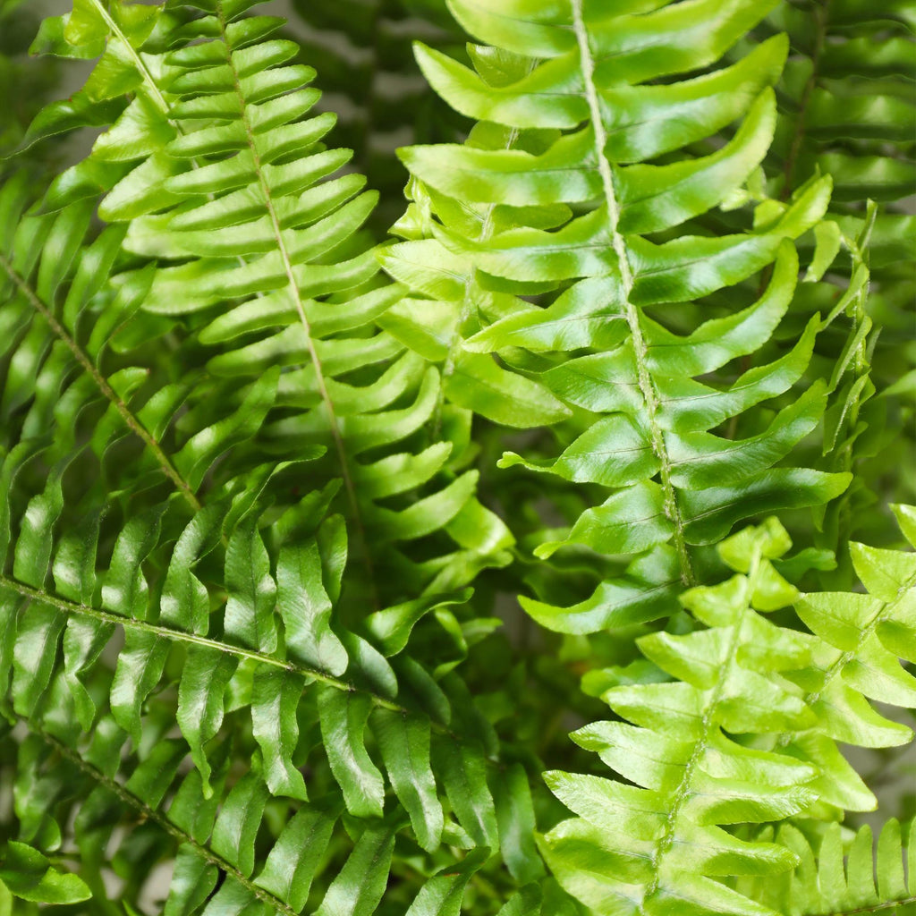 Green boutiQ - Kamerplant - Nephrolepsis exaltata Green Lady - Varen - Huisdiervriendelijk - Groen - 4 Planten - Pot 12cm - Hoogte 28-30cm