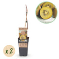 Green boutiQ - Fruitplant - Gele Kiwi - Actinidia deliciosa Golden Kiwi - Gele Vrucht - 2 planten - Pot 15cm Hoogte 50cm