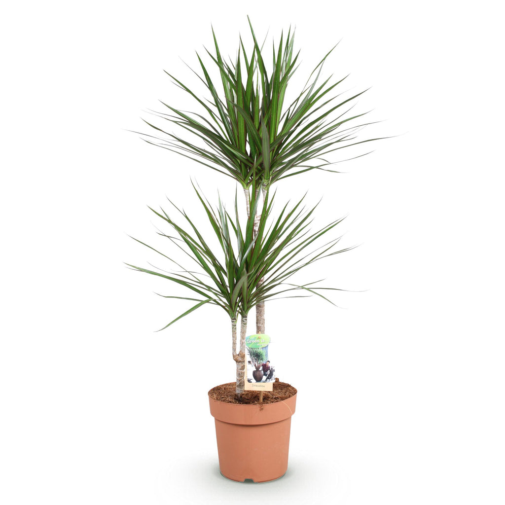 Green BoutiQ - Green is... Kamerplanten - Dracaena Marginata - Drakenbloedboom - Weinig onderhoud - Groen - 1 Plant - Pot 21cm - Hoogte 90-100cm