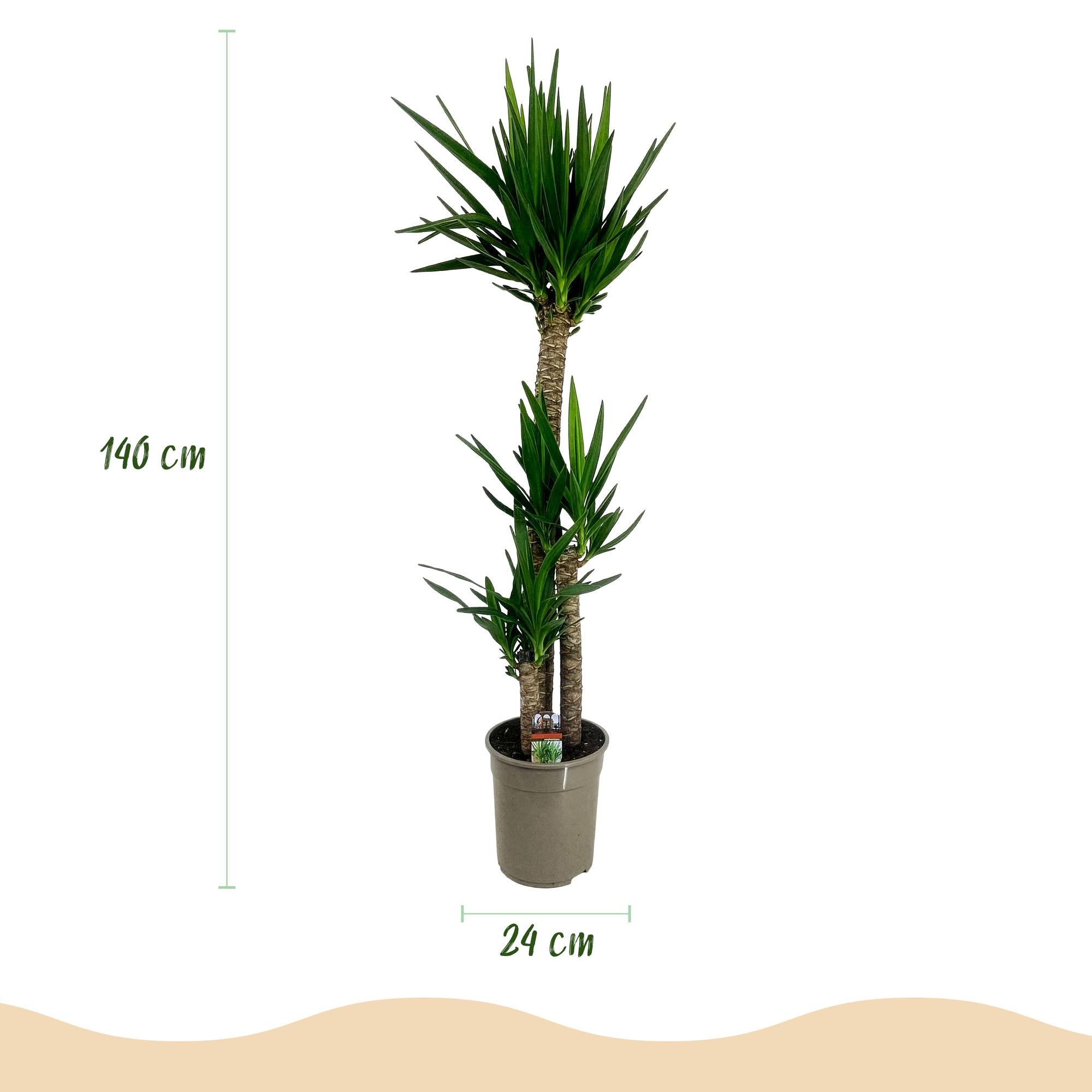 Green boutiQ - Kamerplant - Yucca elephantipes - Yucca - Weinig onderhoud - Groen - 1 - Pot 24cm - Hoogte 140cm