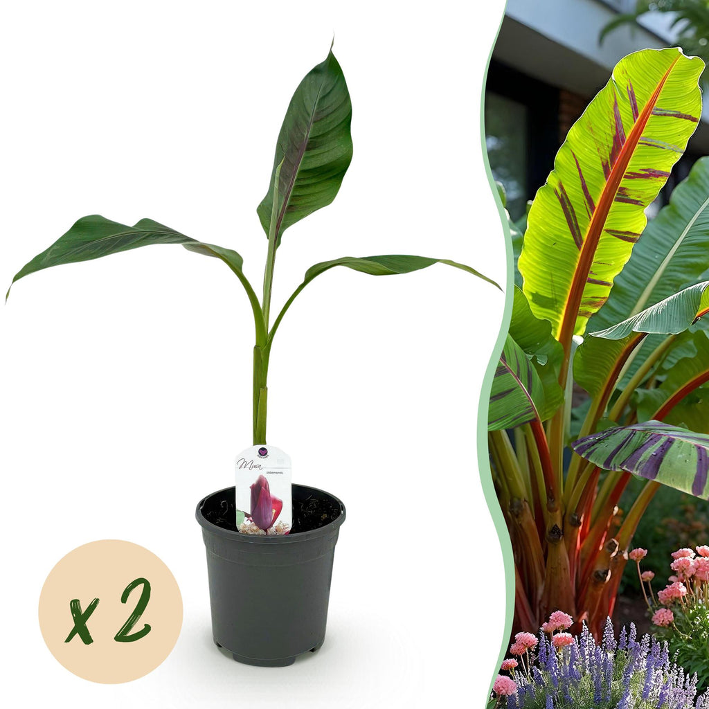 Green boutiQ - Fruitplant - Bananen plant - Musa sikkemensis Red Tiger - Winterhard - 2 planten - Pot 17cm Hoogte 40cm