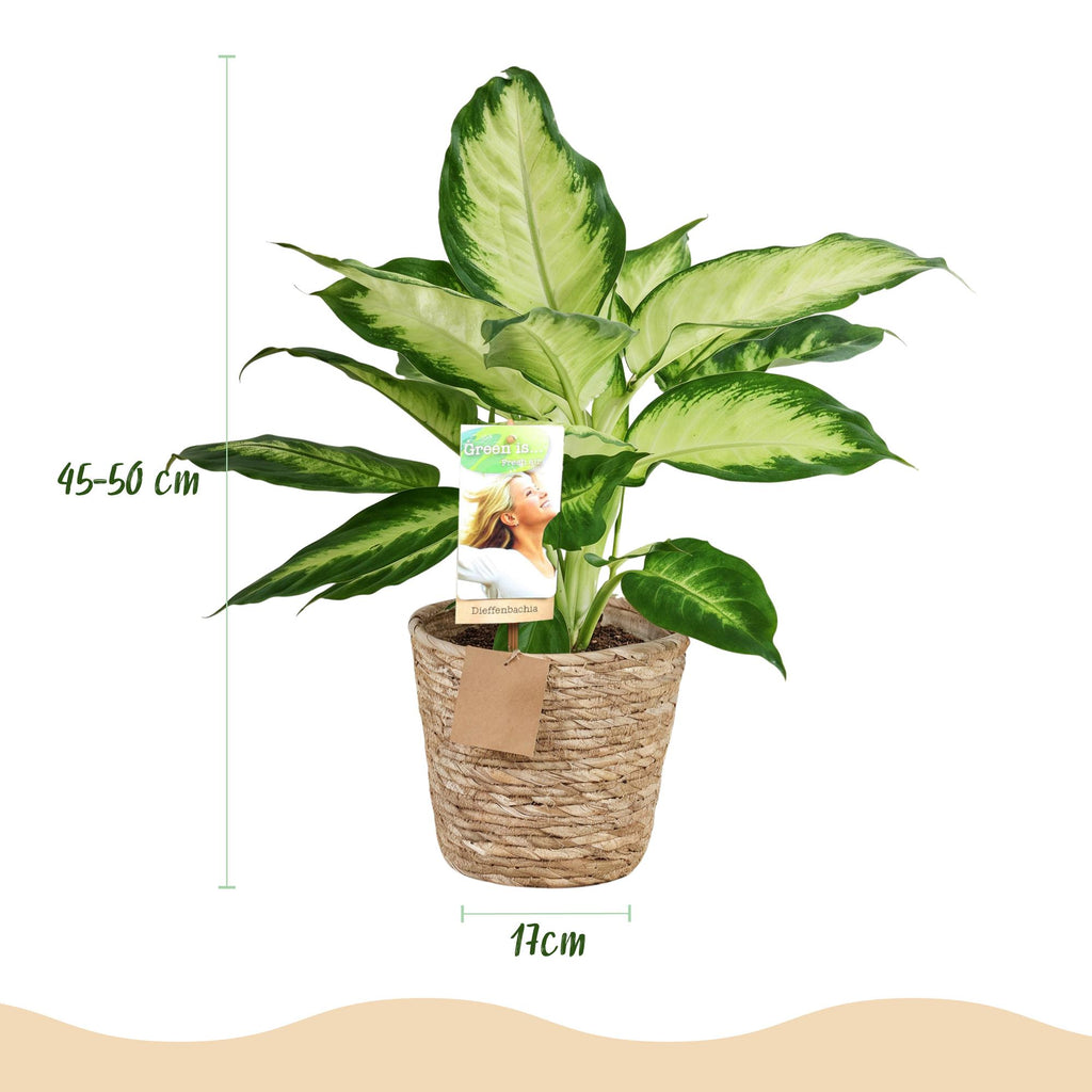 Green BoutiQ - Green is... Kamerplanten - Diefenbachia Camilla - Dieffenbachia - Weinig onderhoud - met mand - Groen - 1 Plant - Pot 17cm - Hoogte 45-50cm