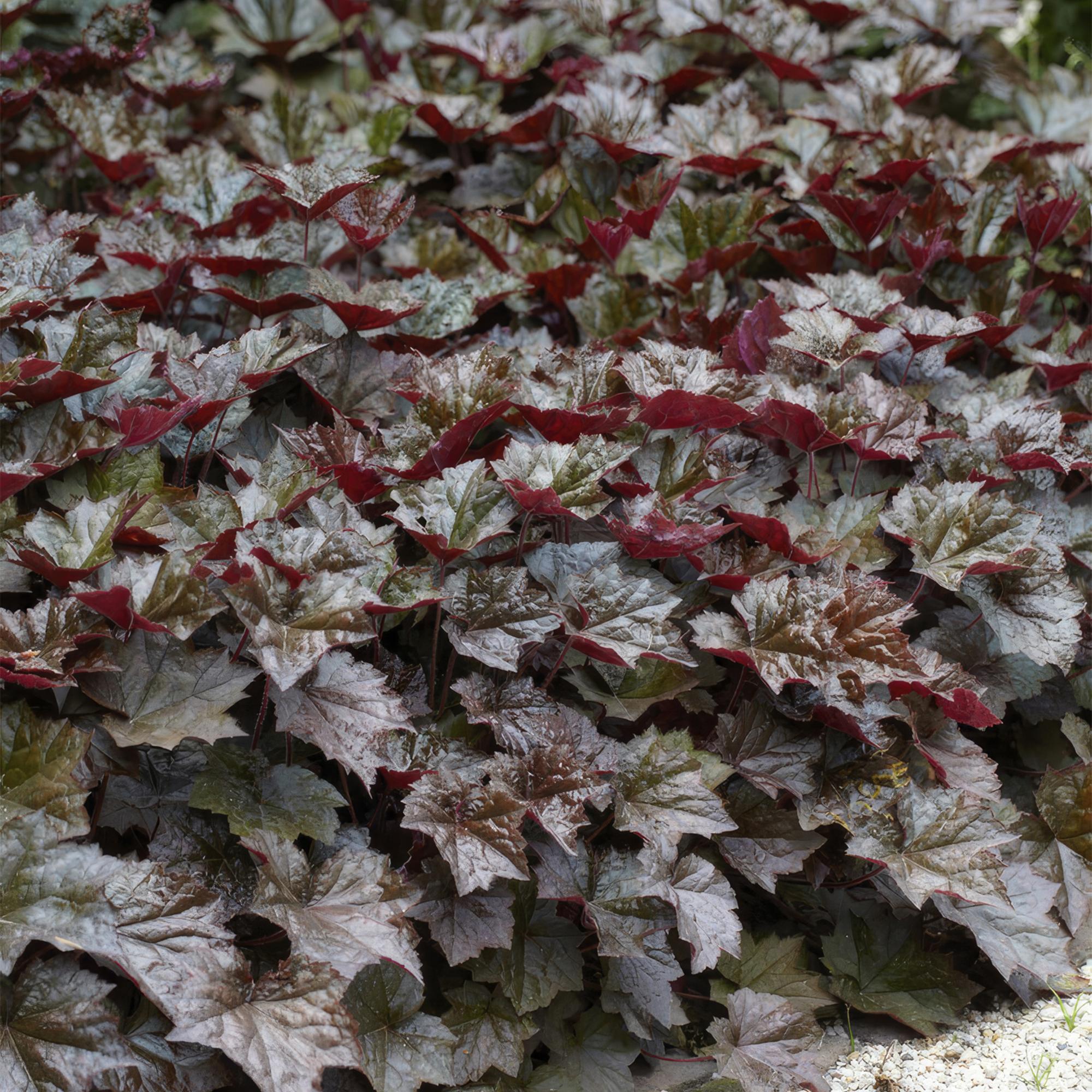 24x Heuchera mic. 'Palace Purple' - ↕10-25cm - Ø9cm