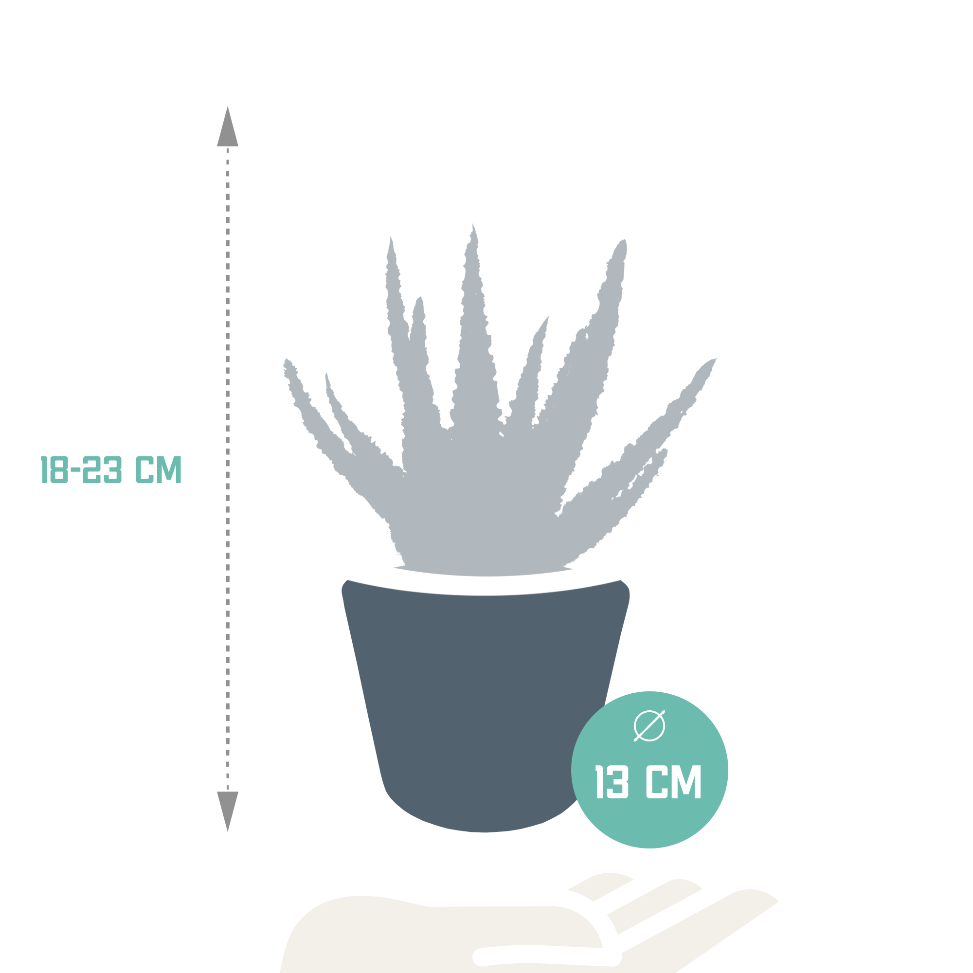 Aloë zebrina Dannyz 10,5cm - in witte pot