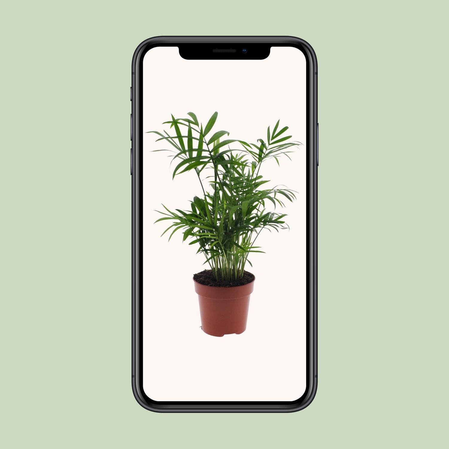 Chamaedorea Elegans - Mexicaanse Bergpalm - Ø12cm - ↕40cm