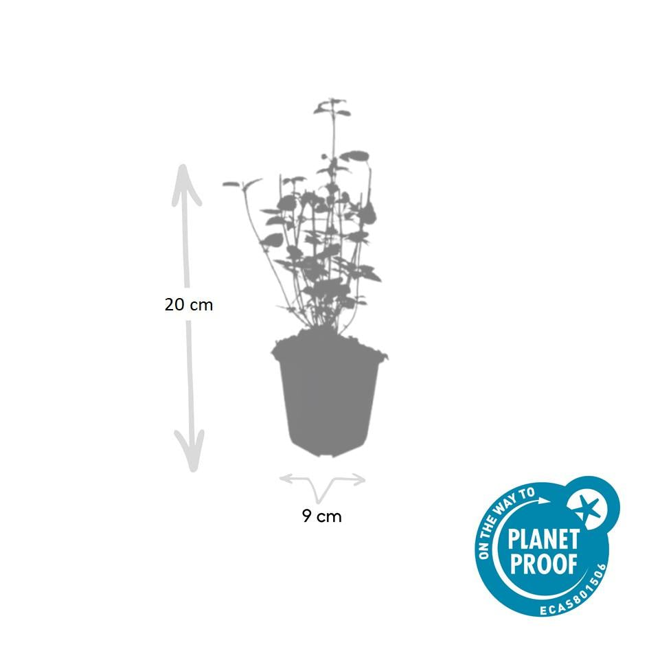 24x Agastache 'Black Adder' - ↕10-25cm - Ø9cm