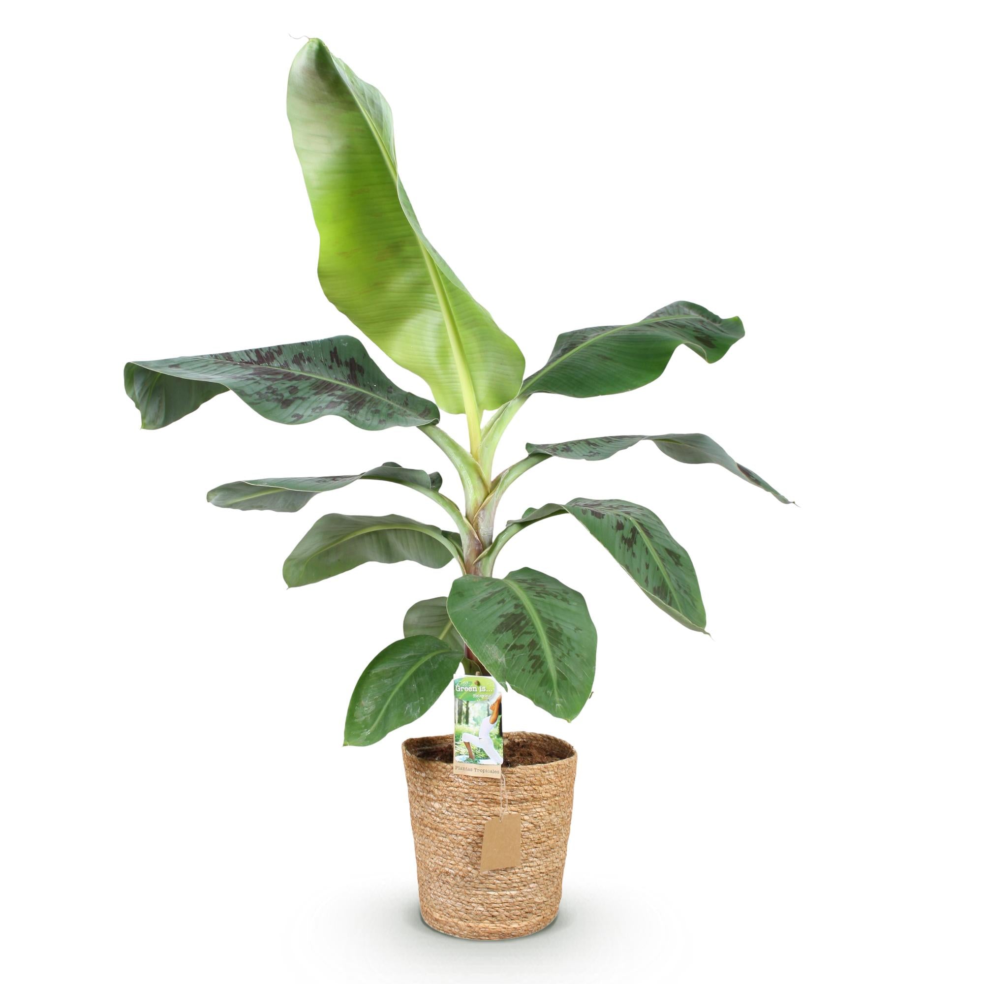 Green BoutiQ - Green is... Kamerplanten - Musa acuminata Dwarf Cavendisch - Bananenplant - Weinig onderhoud - met mand - Groen - 1 Plant - Pot 21cm - Hoogte 70-75cm