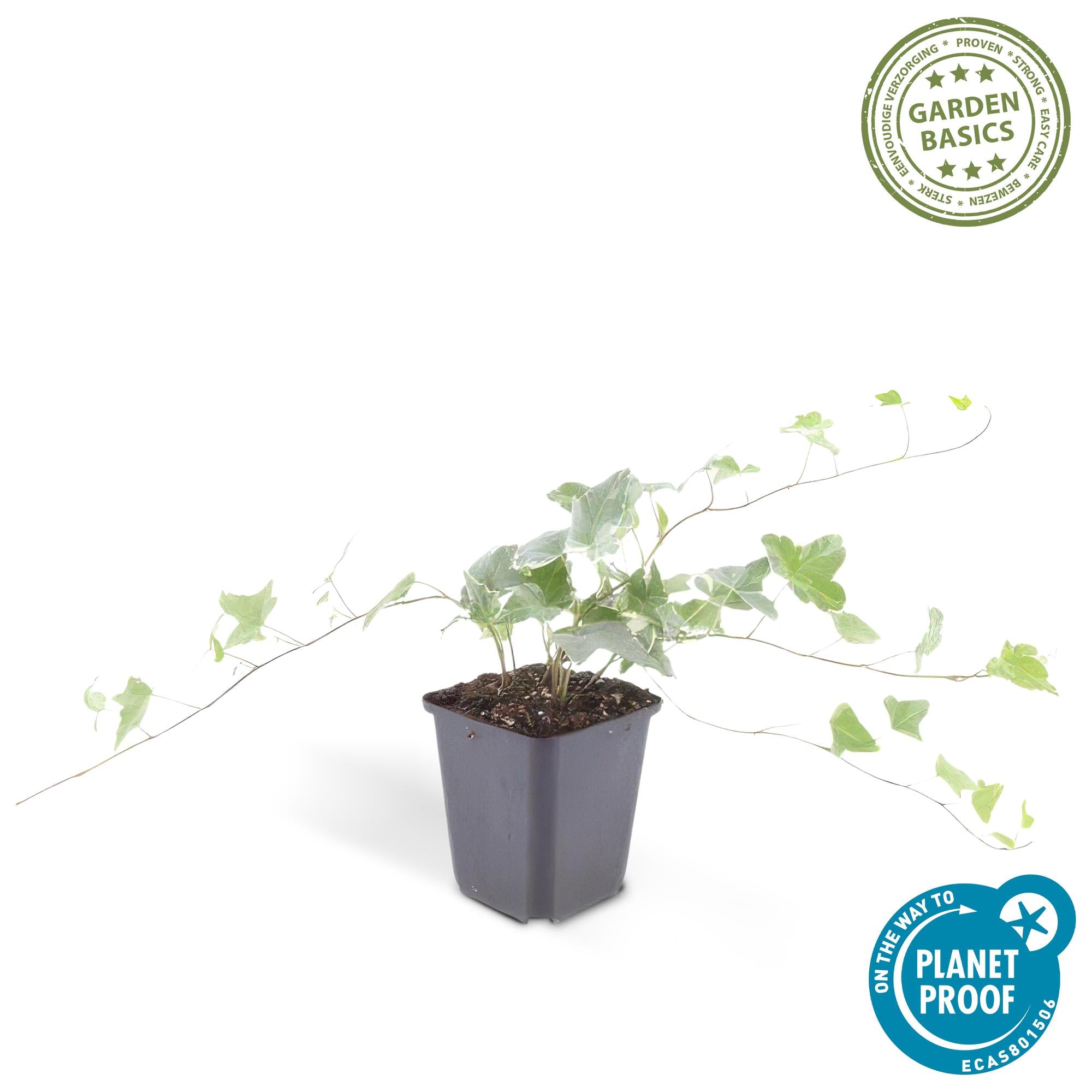 24x Hedera helix 'Glacier' - ↕10-25cm - Ø9cm
