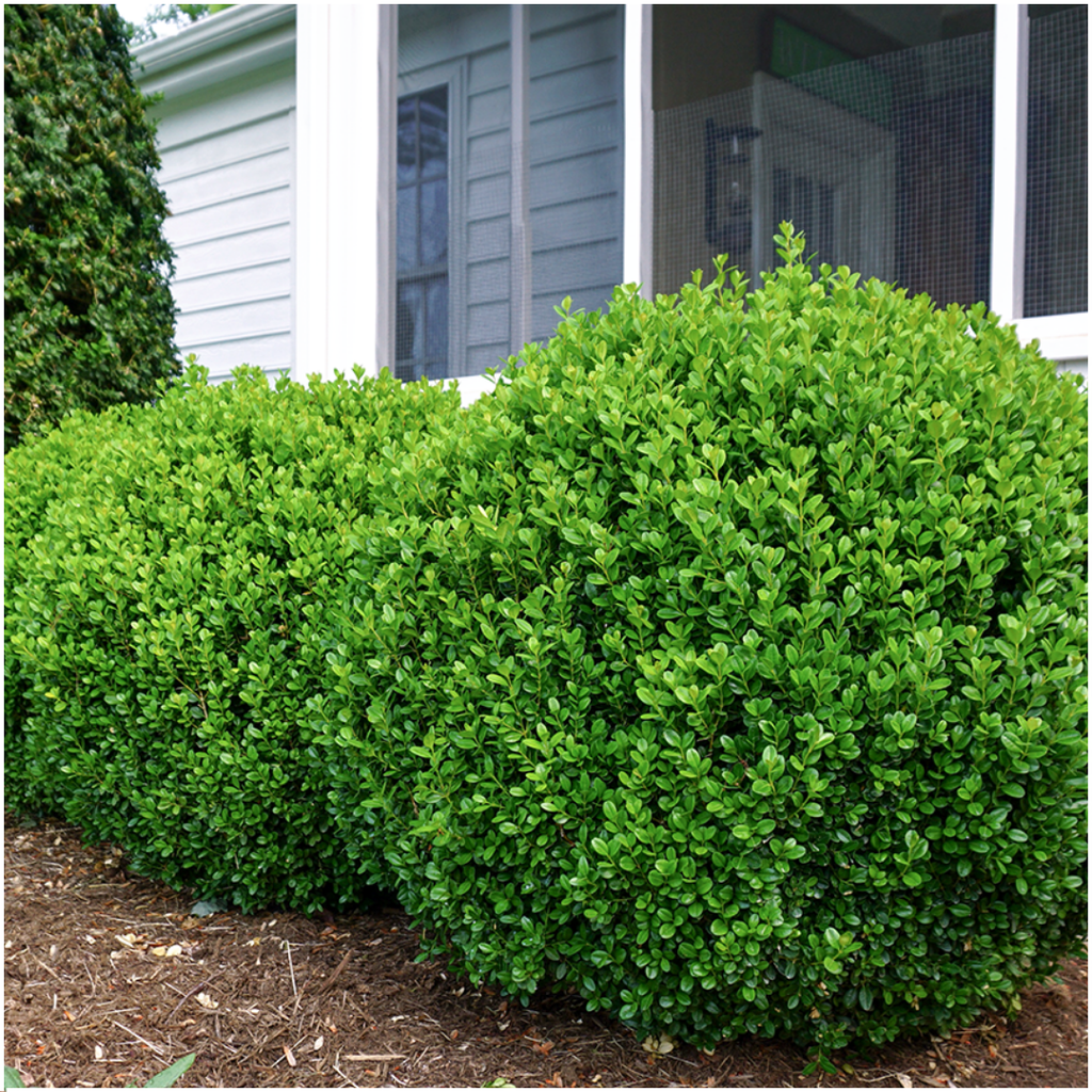 2 x 6-Pack Buxus NewGen Freedom – Winterharde Groenblijvende Struiken 12 x Ø7 cm - ↕15 cm | Compacte Buxus