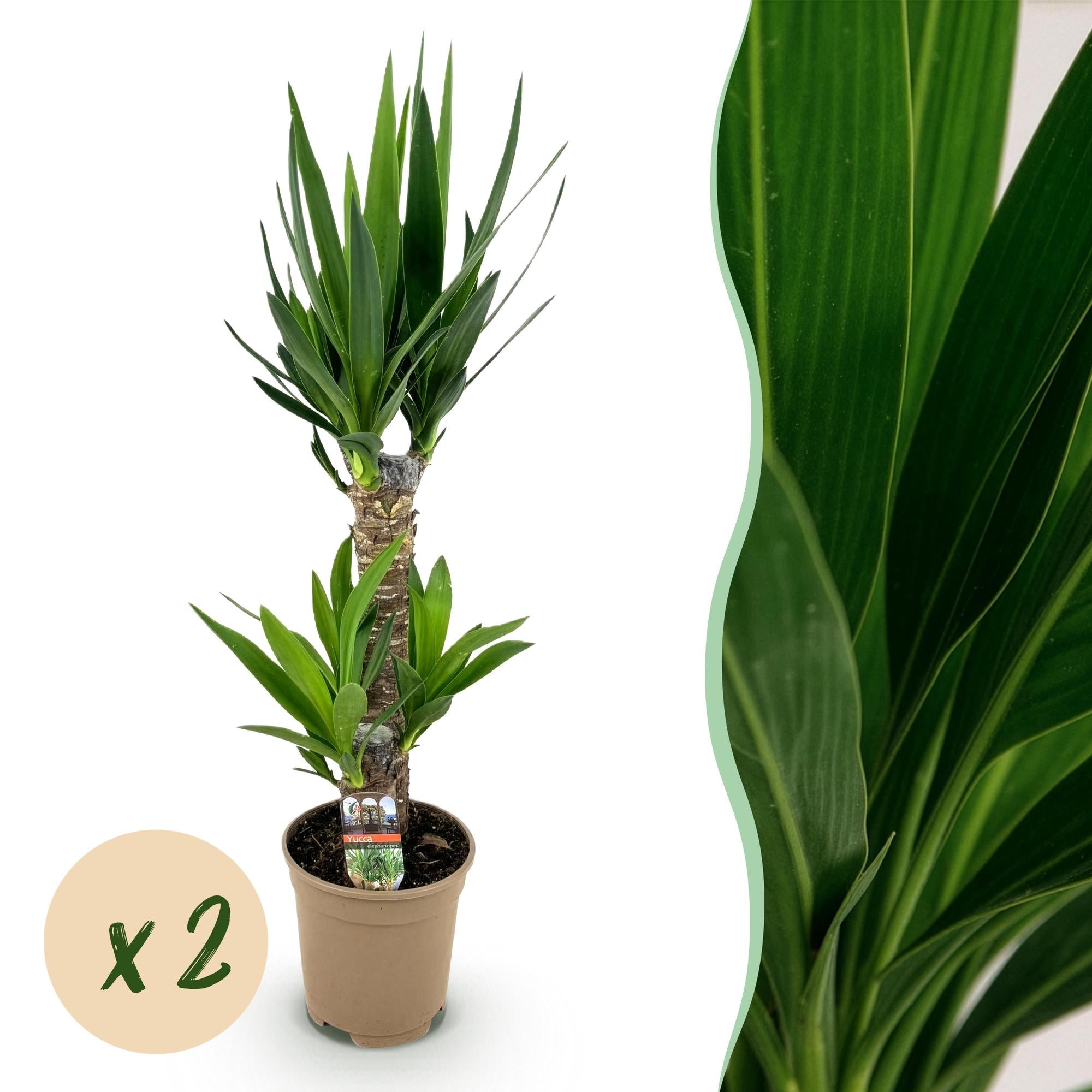 Green boutiQ - Kamerplant - Yucca elephantipes - Yucca - Weinig onderhoud - Groen - 2 - Pot 17cm - Hoogte 75cm