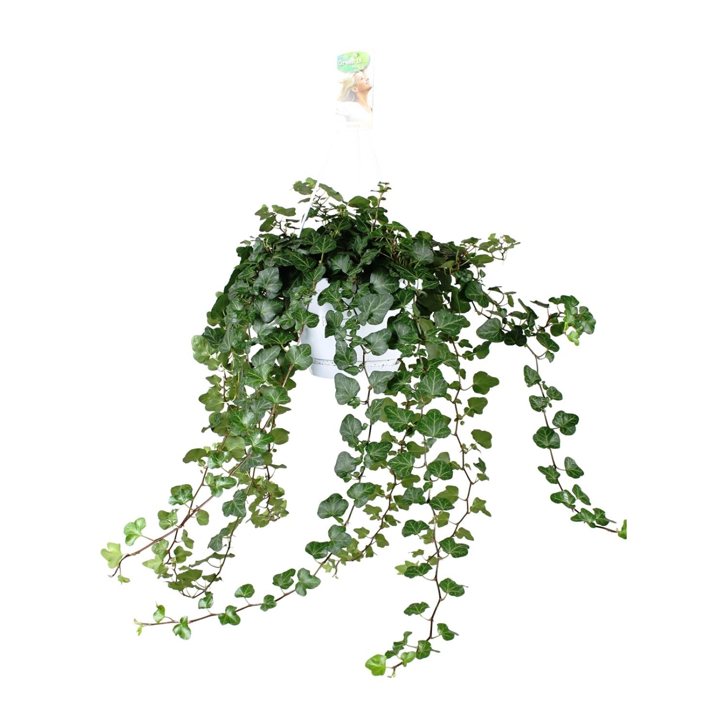 Hedera Wonder Green - Ø24cm - ↕70cm - Ø17 - ↨70cm