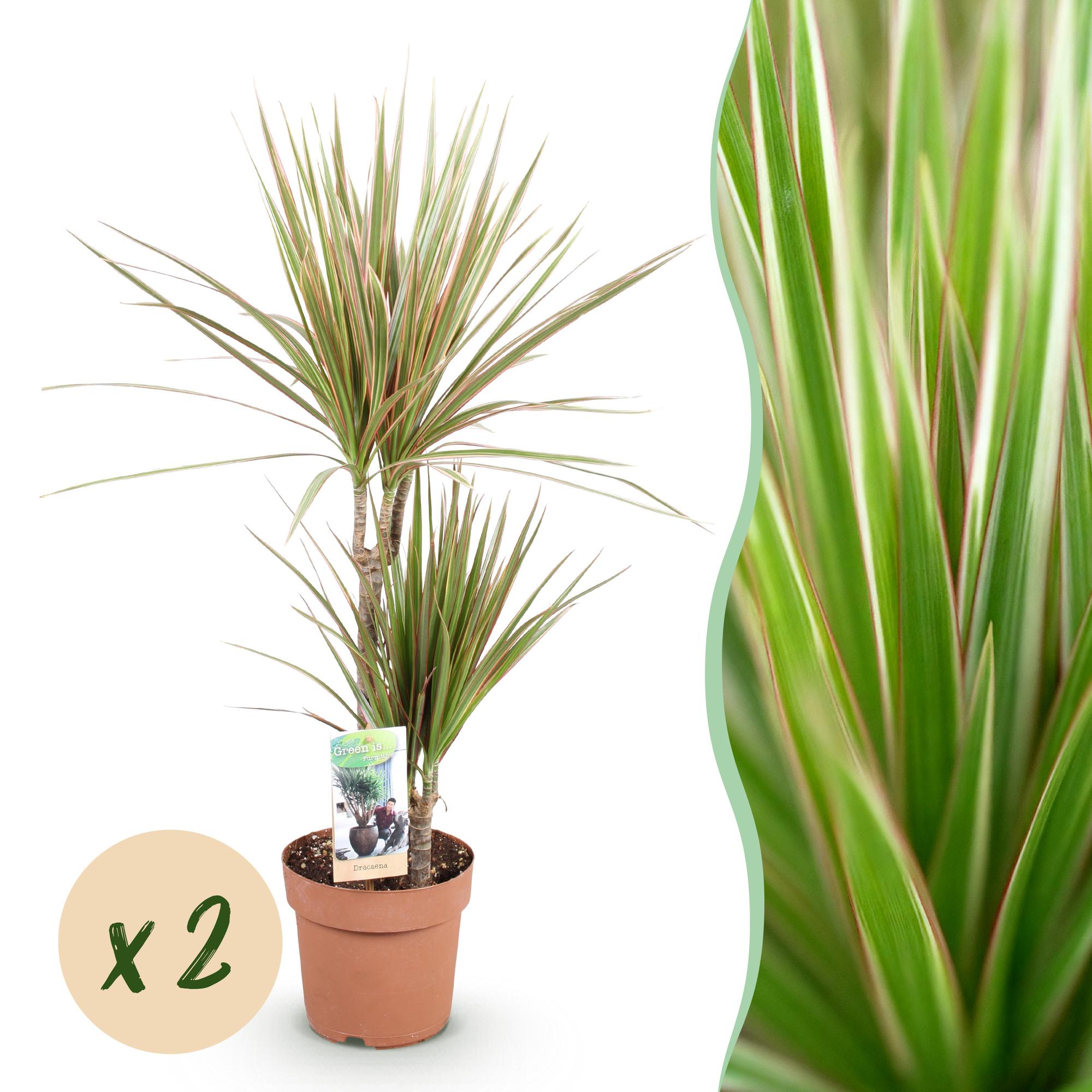 Green BoutiQ - Green is... Kamerplanten - Dracaena Marginata Bicolor - Drakenbloedboom - Weinig onderhoud - Groen - 2 Planten - Pot 17cm - Hoogte 70-75cm
