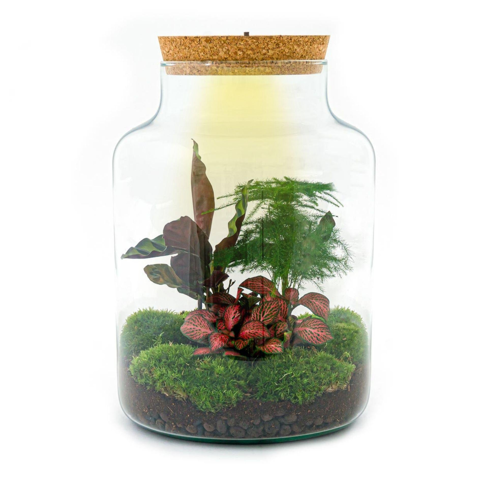 DIY Planten terrarium met licht - Milky - Ø 21 cm ↑ 30 cm - No tools