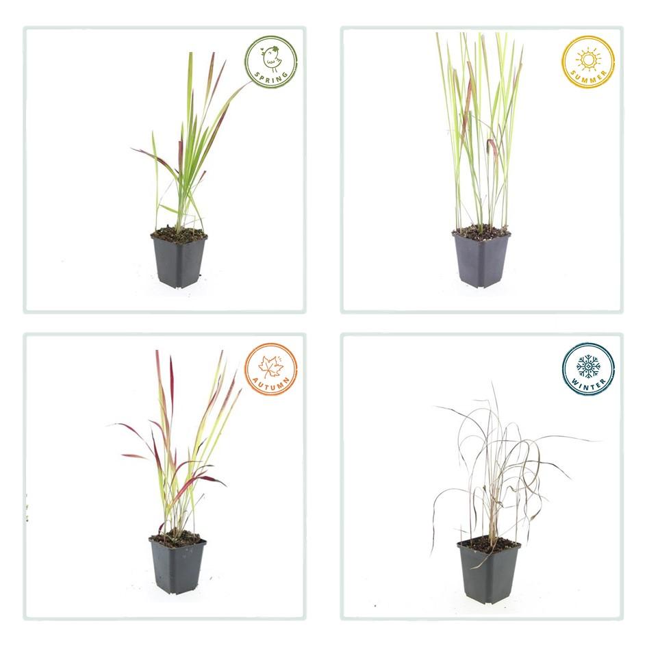 48x Imperata cylindrica 'Red Baron' - ↕10-25cm - Ø9cm