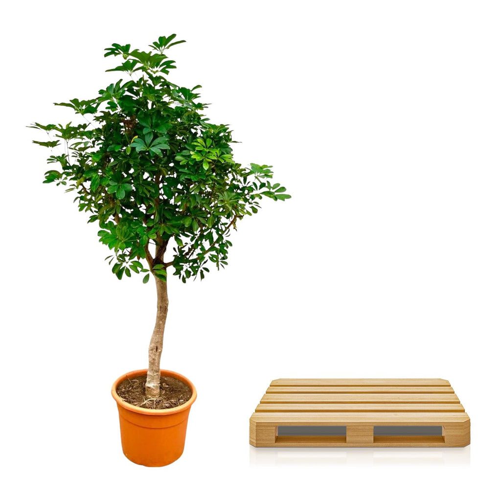 Schefflera op stam - 200cm - ø40