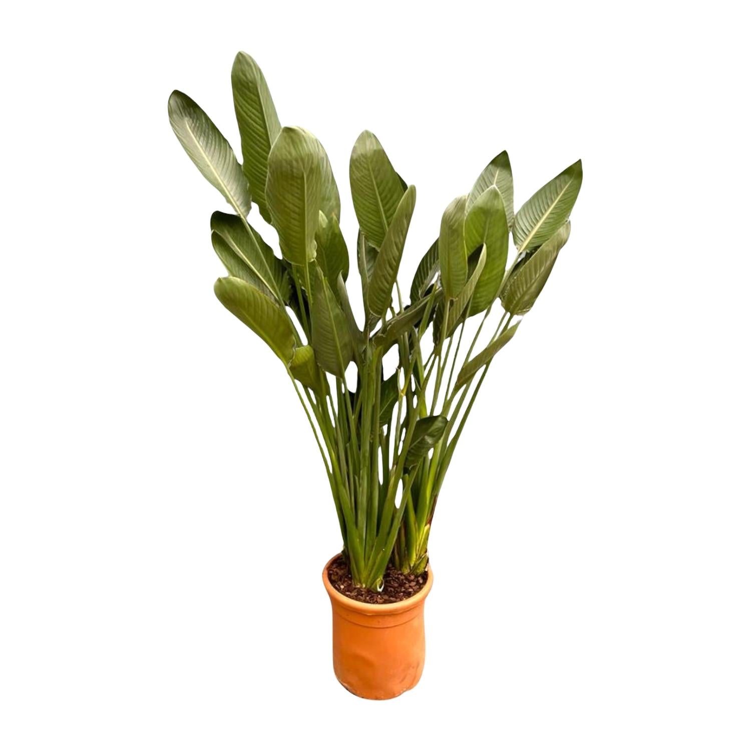 Strelitzia Reginae XXL - 200cm - ø50