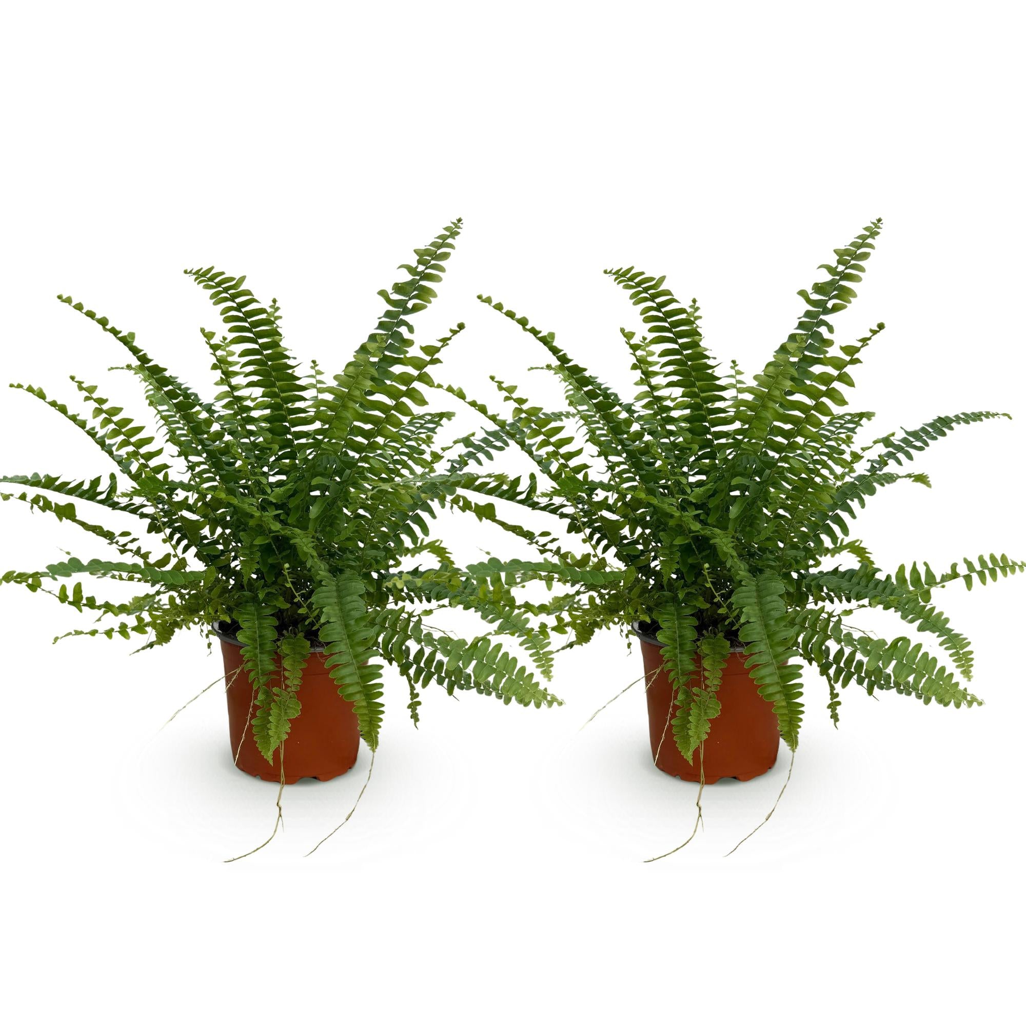 Green boutiQ - Kamerplant - Nephrolepsis exaltata Green Lady - Varen - Huisdiervriendelijk - Groen - 2 Planten - Pot 12cm - Hoogte 28-30cm