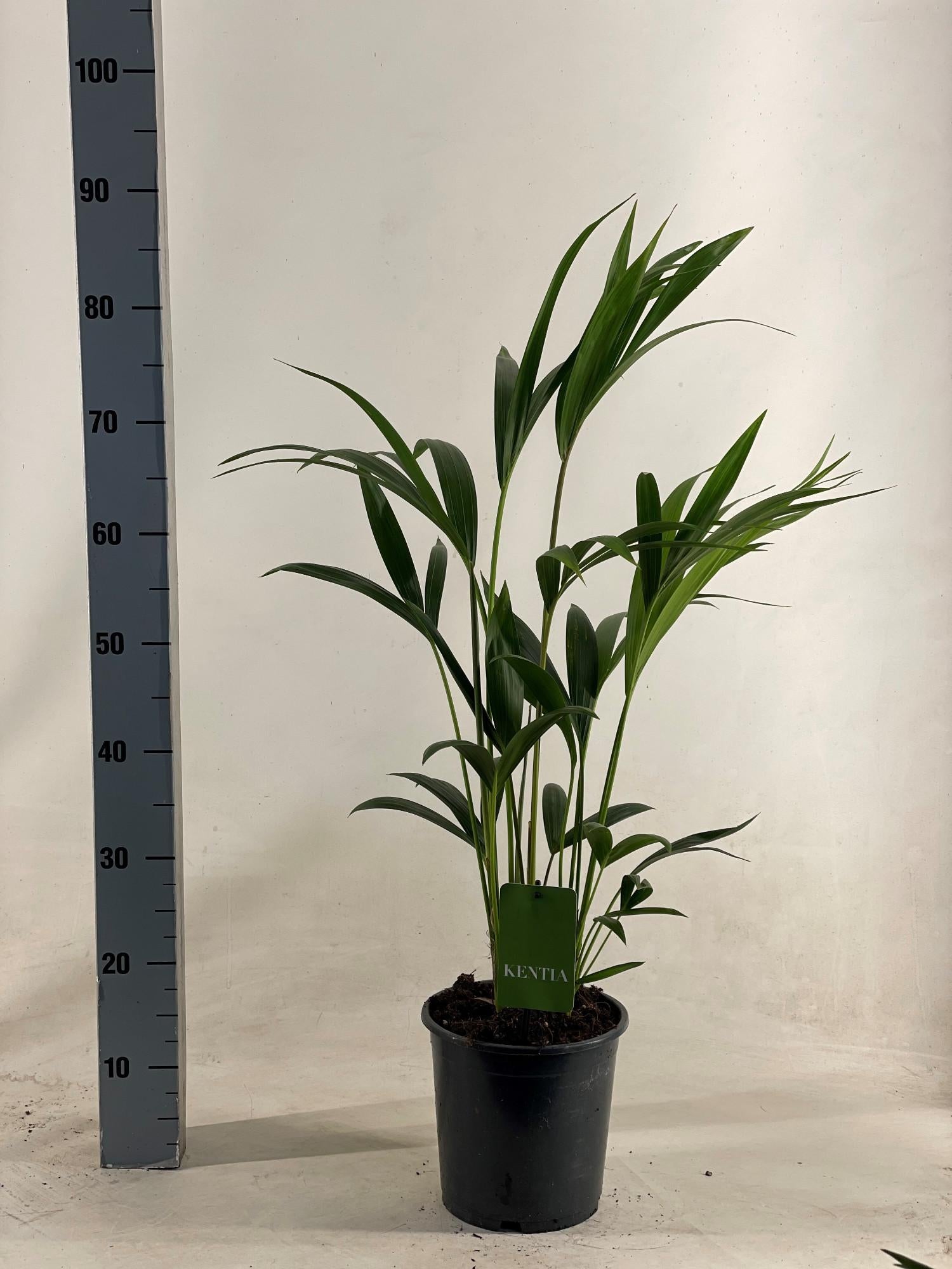 Howea Forsteriana - Ø19cm - ↕90cm