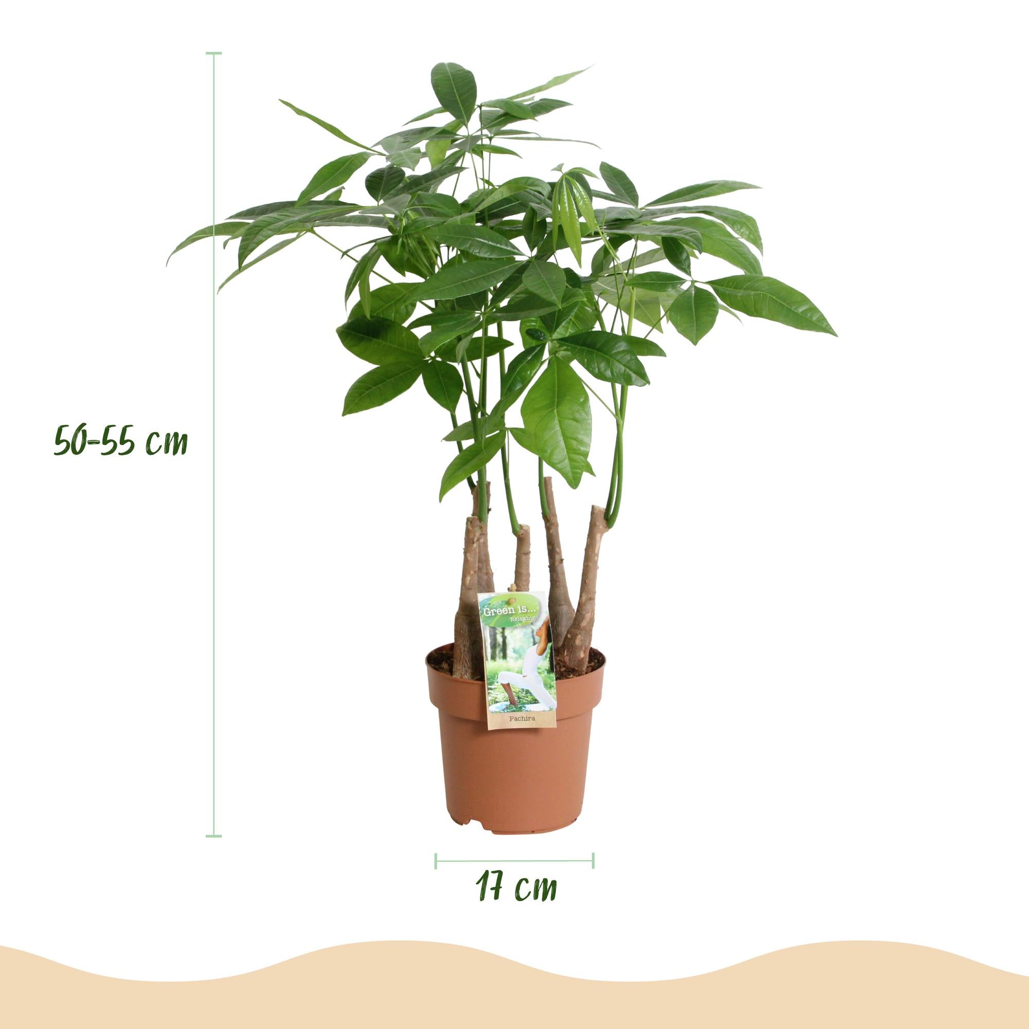 Green BoutiQ - Green is... Kamerplanten - Pachira Aquatica multi stam - Geldboom - Weinig onderhoud - Groen - 2 Planten - Pot 17cm - Hoogte 50-55cm