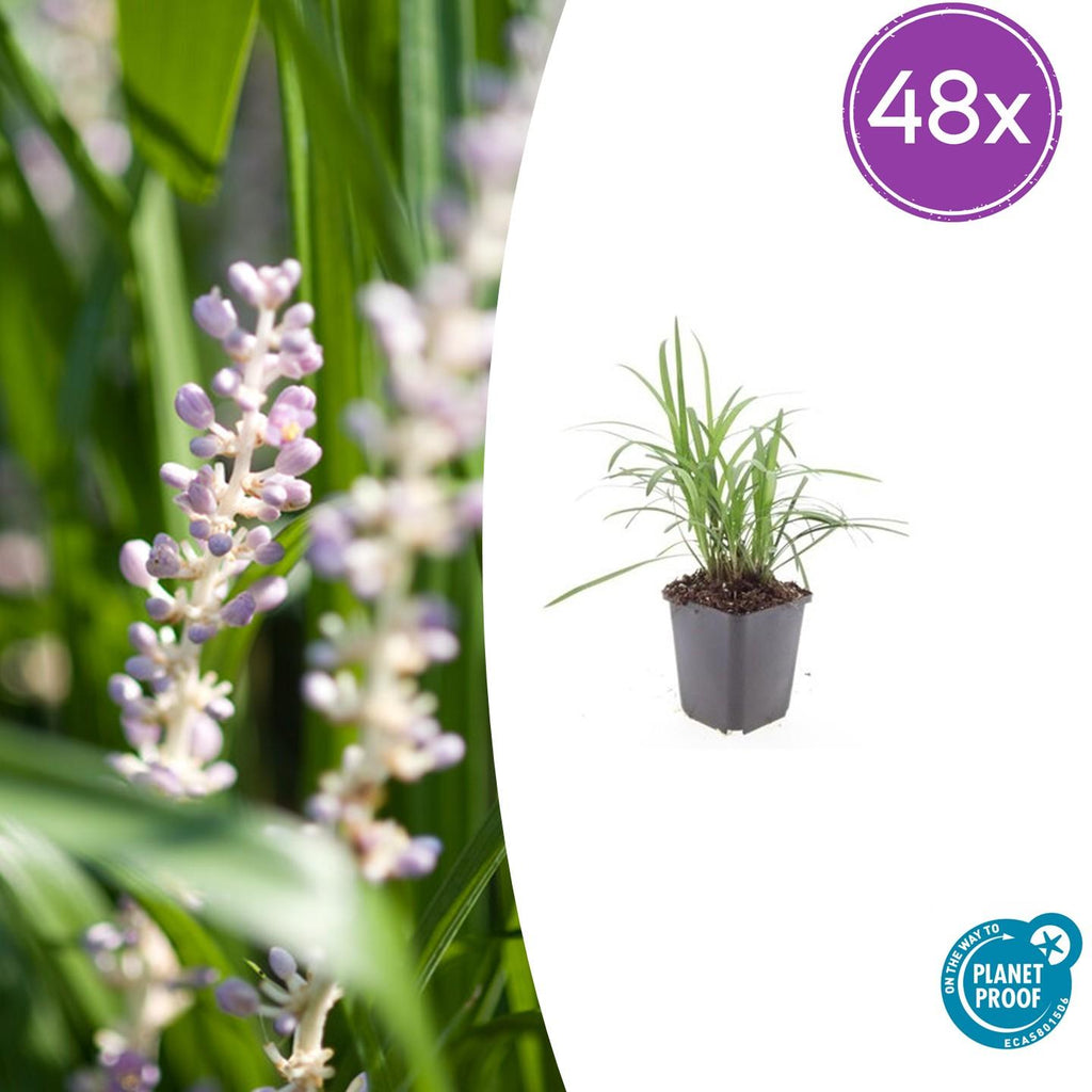 48x Liriope muscari 'Moneymaker' - ↕10-25cm - Ø9cm