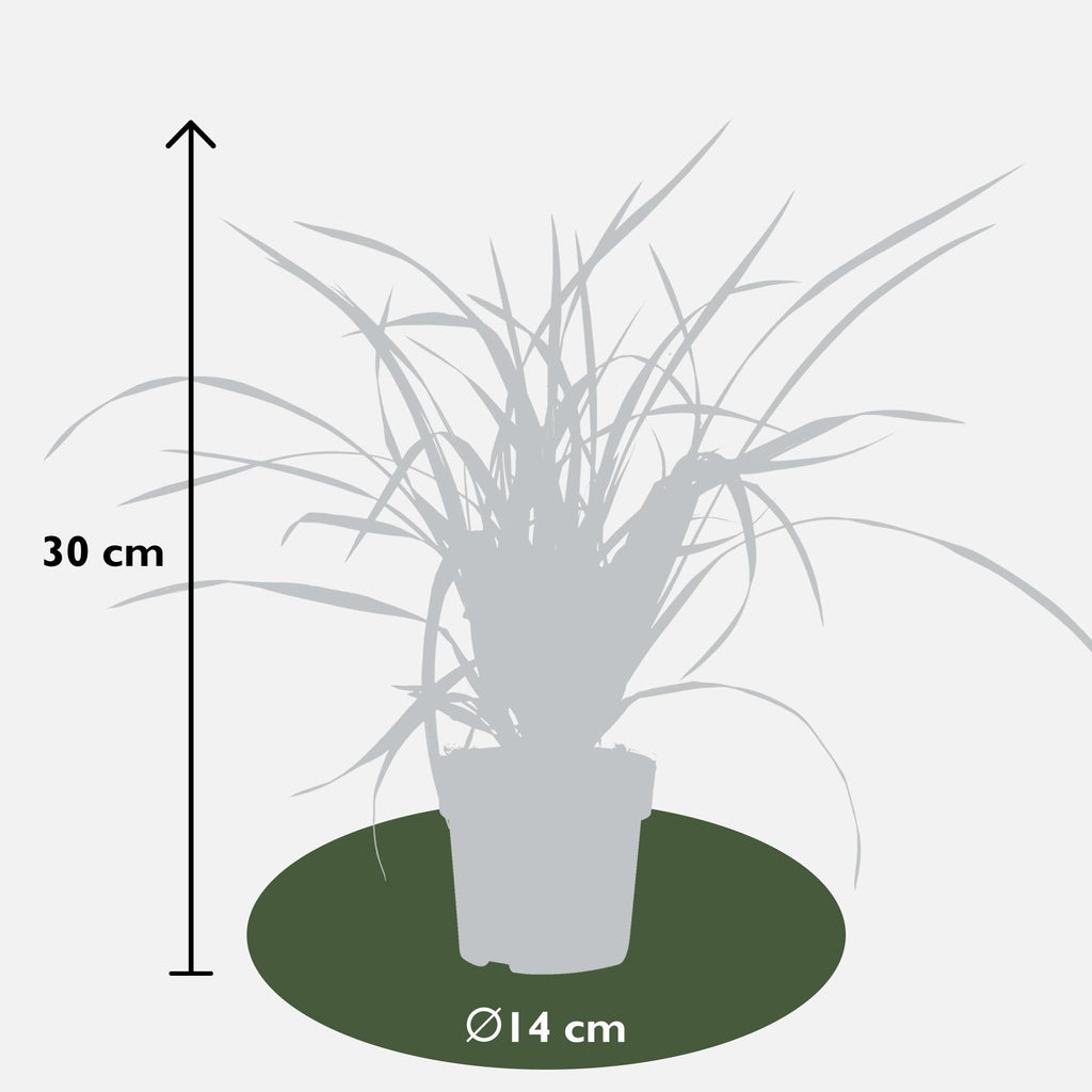 3x - Carex morrowii 'Irish Green' - ↨30cm - Ø14