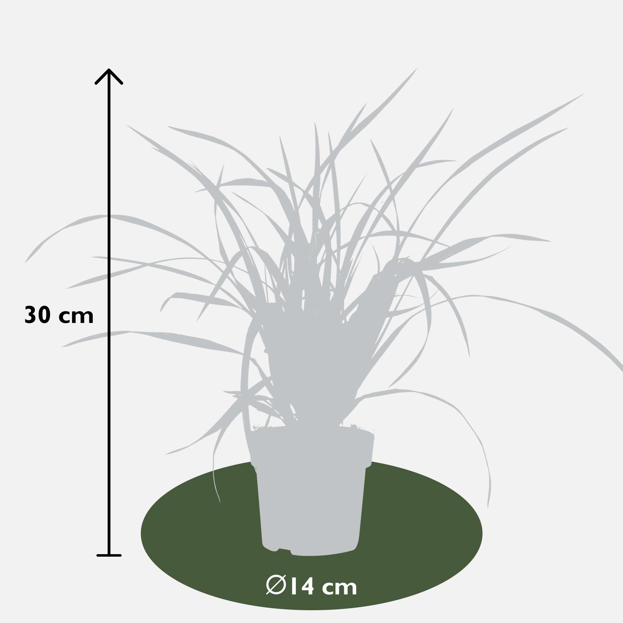 3x - Carex morrowii 'Irish Green' - ↨30cm - Ø14