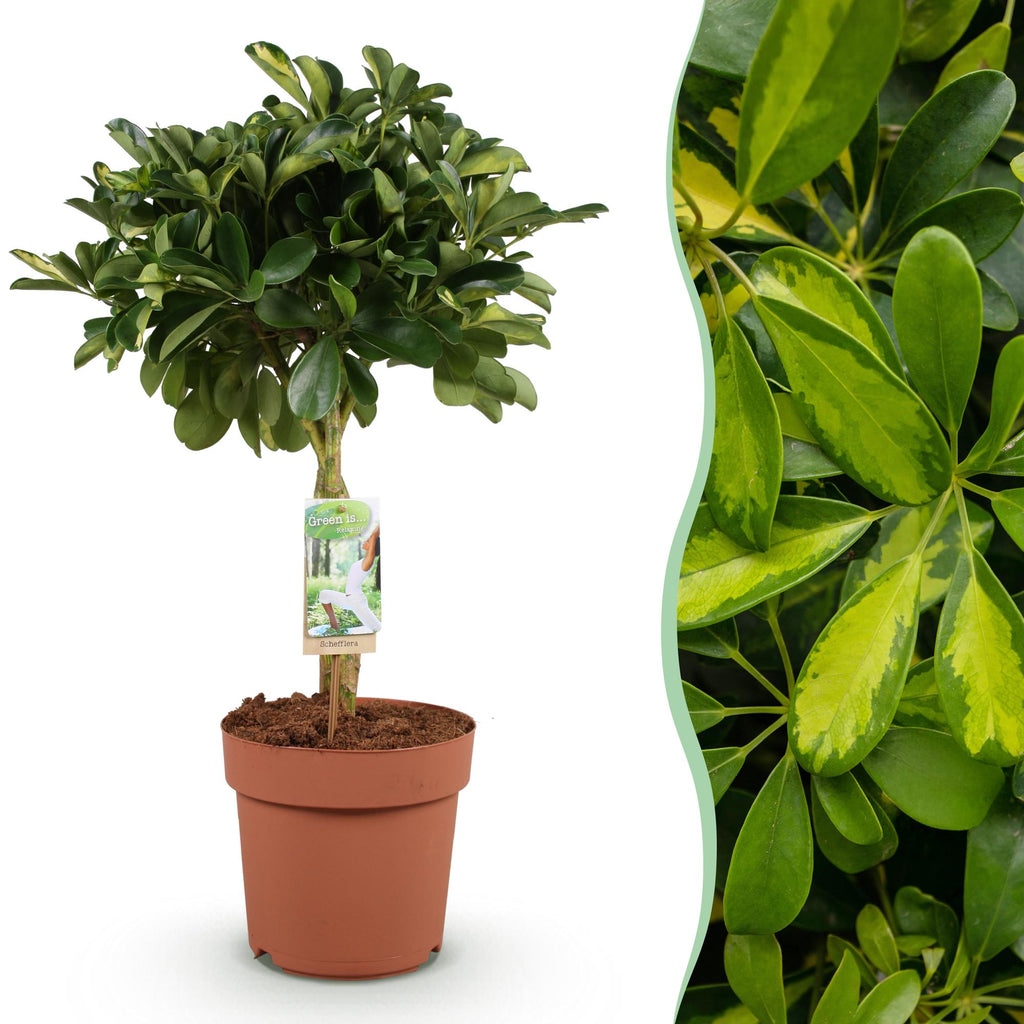 Green BoutiQ - Green is... Kamerplanten - Schefflera Gold Capelle - Vingerboom - Weinig onderhoud - Groen - 1 Plant - Pot 21cm - Hoogte 70-81cm