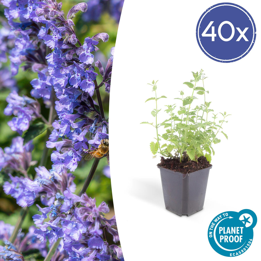 40x Nepeta 'Six Hills Giant' - ↕10-25cm - Ø9cm