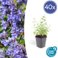 40x Nepeta 'Six Hills Giant' - ↕10-25cm - Ø9cm