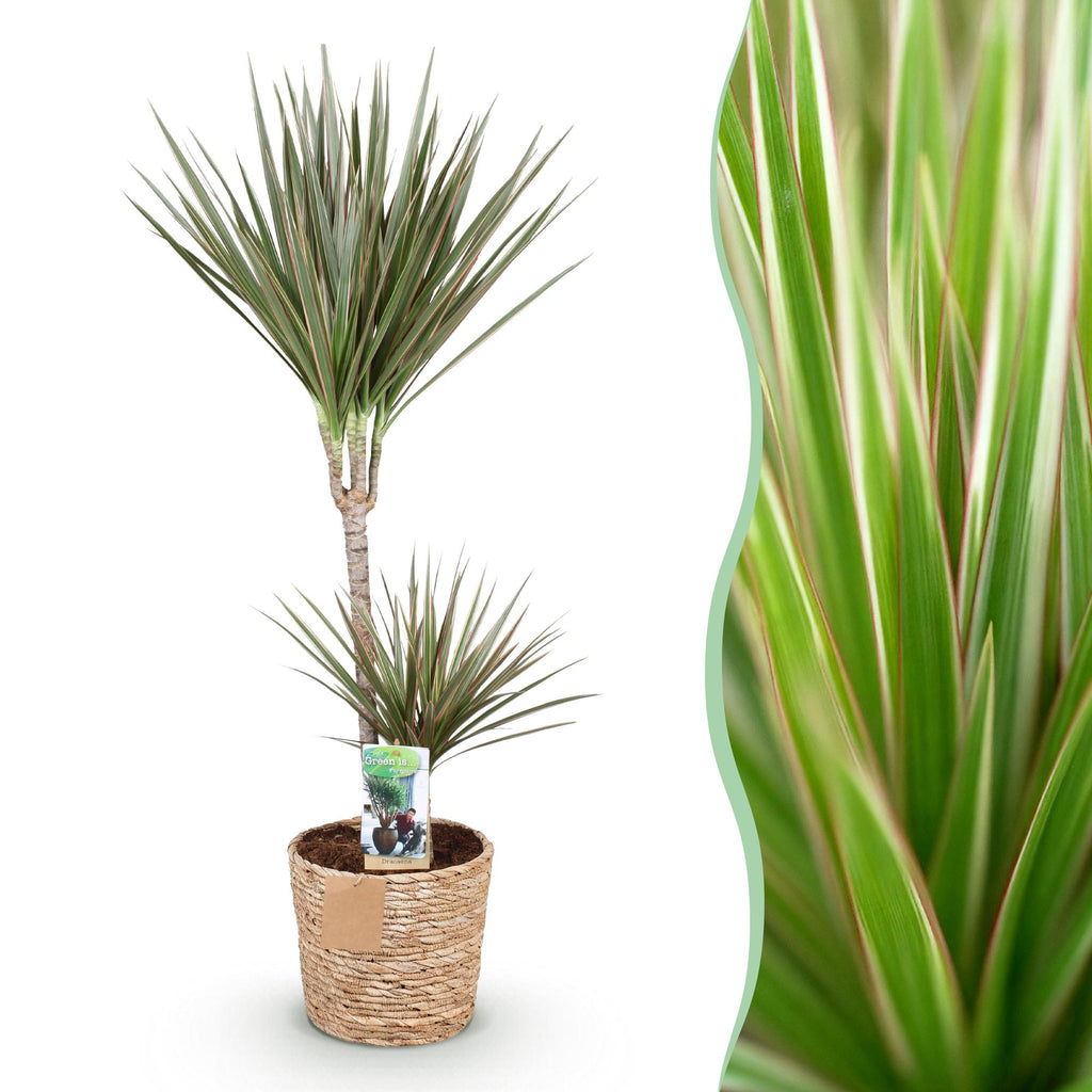 Green BoutiQ - Green is... Kamerplanten - Dracaena Marginata Bicolor - Drakenbloedboom - Weinig onderhoud - met mand - Groen - 1 Plant - Pot 21cm - Hoogte 90-100cm