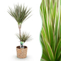 Green BoutiQ - Green is... Kamerplanten - Dracaena Marginata Bicolor - Drakenbloedboom - Weinig onderhoud - met mand - Groen - 1 Plant - Pot 21cm - Hoogte 90-100cm