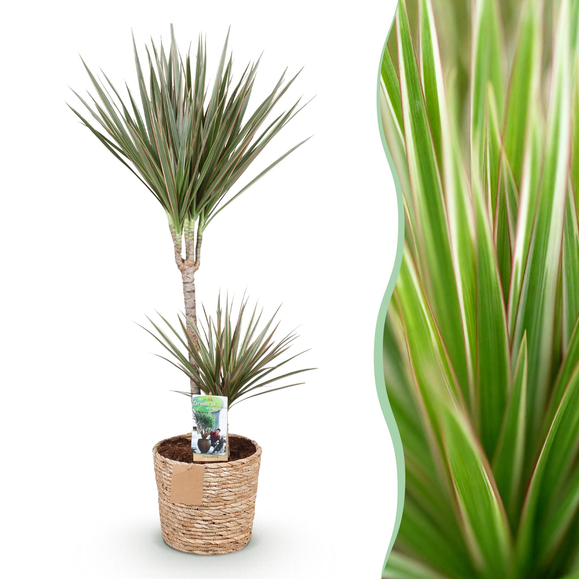 Green BoutiQ - Green is... Kamerplanten - Dracaena Marginata Bicolor - Drakenbloedboom - Weinig onderhoud - met mand - Groen - 1 Plant - Pot 21cm - Hoogte 90-100cm